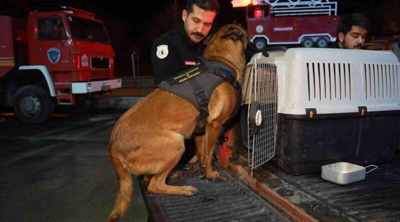 Kırıkkale'den K9 Köpekleri Konya'ya: Hera ve İglo Enkazda Arama-Kurtarma Çalışmalarına Katılıyor 1