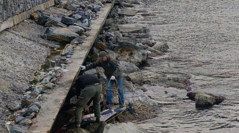 Kuşadası'nda Tırtak Yunus Balığı Öldürüldü 1