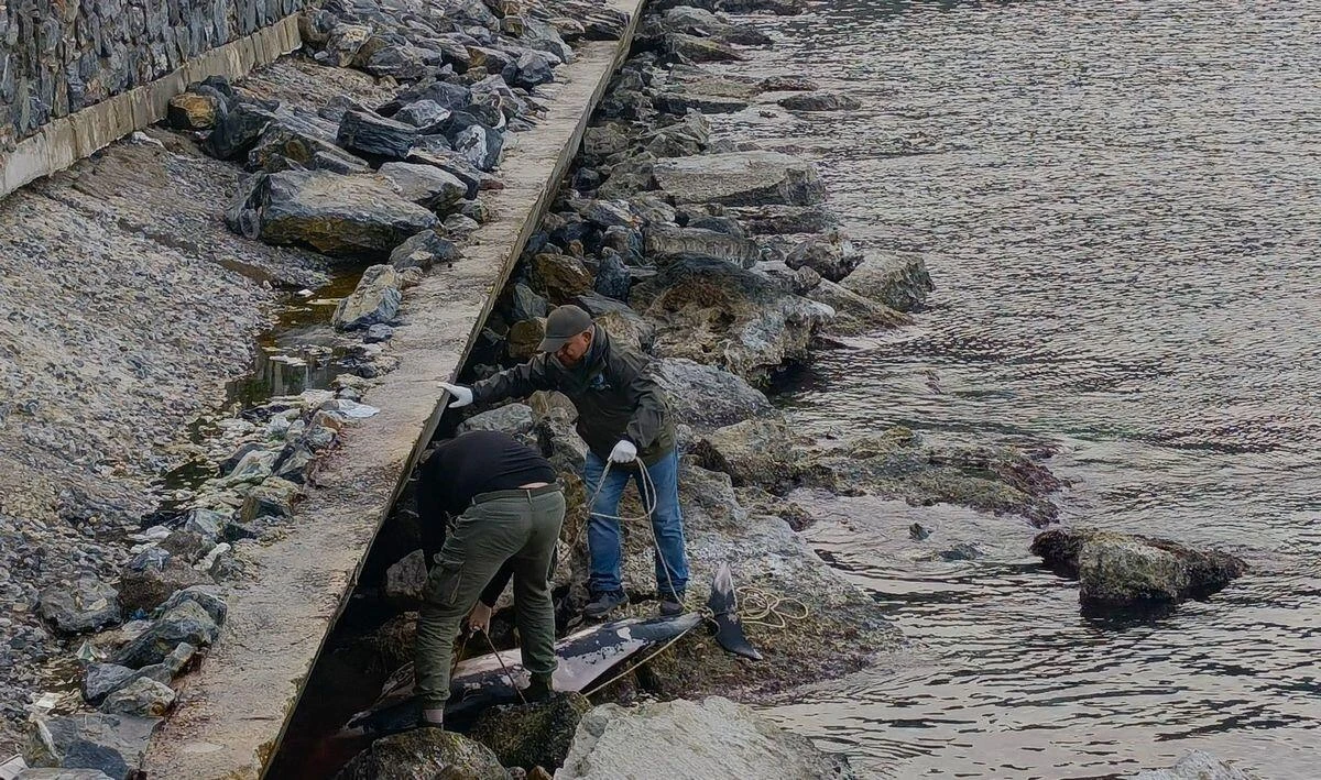 Kuşadası’nda Tırtak Yunus Balığı Öldürüldü