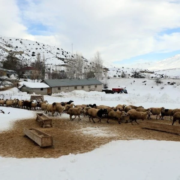 Kuzular biberonla besleniyor.-1