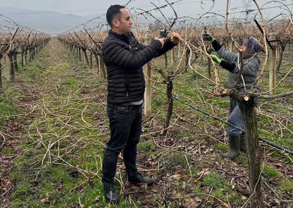 Manisa Üzüm Üreticileri Artan Maliyetlere Karşı Ailece Bağ Budaması Yapıyor