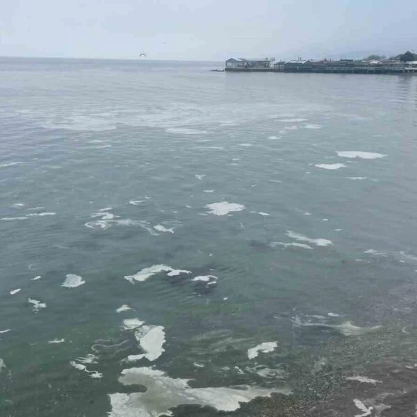 Mudanya sahilindeki müsilaj tabakasını gösteren bir fotoğraf-1