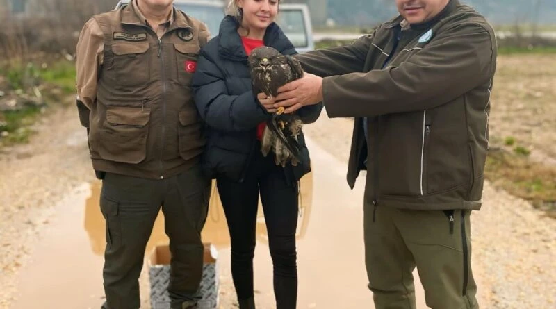 Muğla'da Duyarlı Vatandaş Yaralı Şahini Kurtardı 1