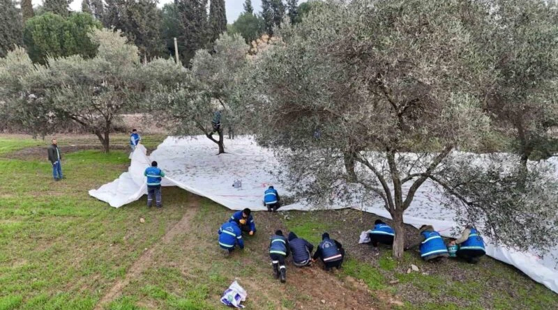 Nazilli Belediyesi, Halkına Katkısız Zeytinyağı Sunuyor 1