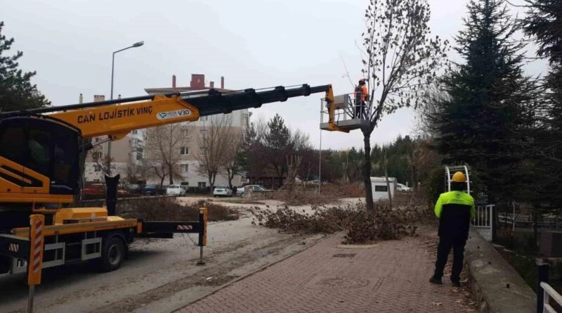 Odunpazarı'nda Ağaç Budama Çalışmaları Devam Ediyor 1