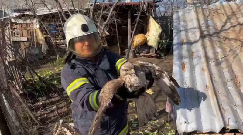 Ordu Ünye'de Büyükşehir Belediyesi İtfaiye Ekipleri Kümeste Mahsur Kalan Doğanı Kurtardı 1