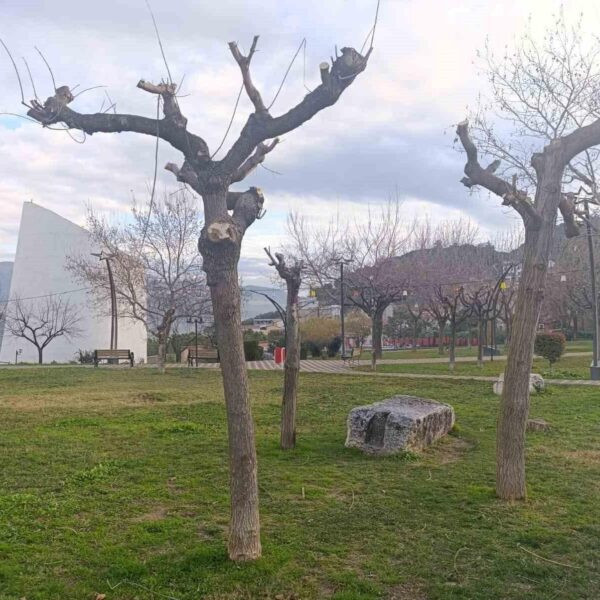 Park ve yeşil alanlarda budama çalışmaları-3