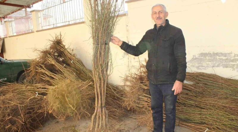 Pazar İlçesinde 1000 Badem Fidanı Teslim Edildi 1