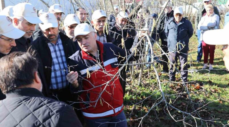 Samsun'un Terme İlçesinde Fındık Budama Yarışması 1