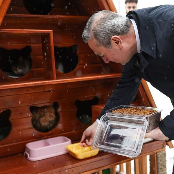 Sivas Belediyesi'nin sokak kedileri için yerleştirdiği kedi evi-3