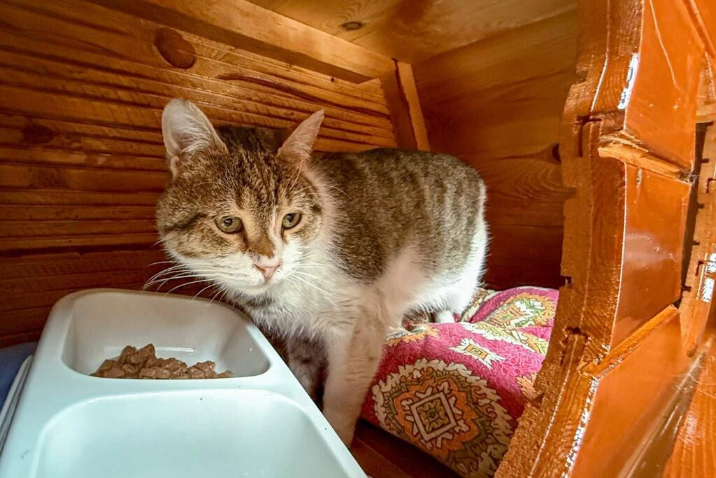 Sivas Belediyesi, Sokak Kedileri için ‘Kedi Evleri’ Projesini Hayata Geçirdi