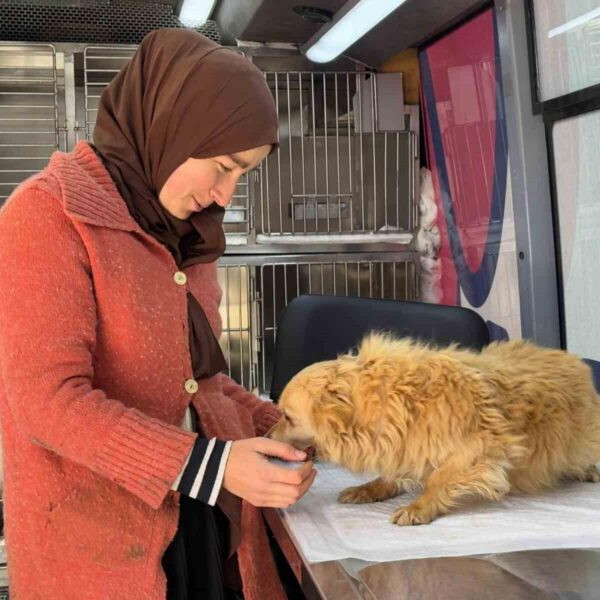 Sokak hayvanlarına hizmet veren 'Can Dost' ekibi Paşa Limanı Adası'nda yer aldı.-4