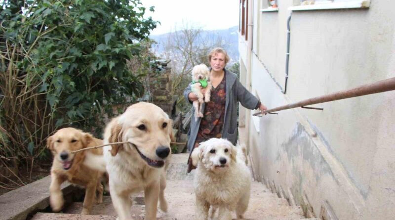 Trabzonlı Nurhayat Aslanoğlu, Hayvan Sever Kalbiyle 35 Köpeğe Barınak Açtı 1