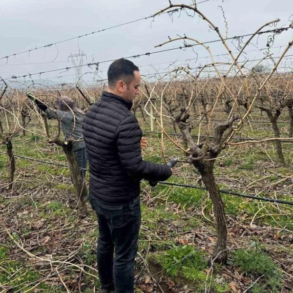 Üzüm bağında budama çalışması yapan bir aile-1