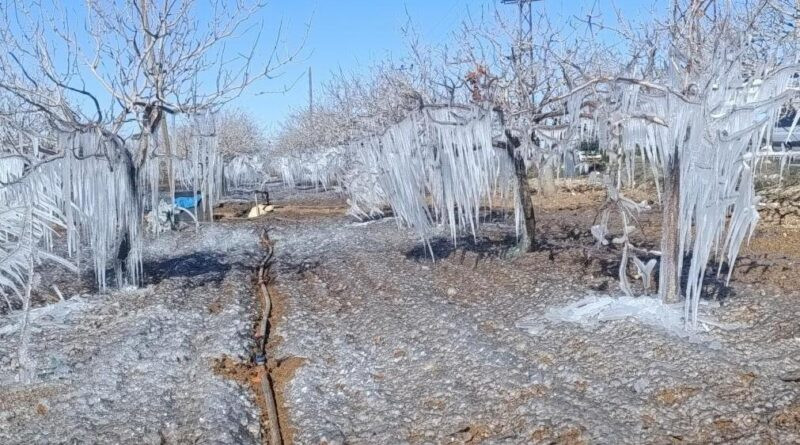 Adıyaman’da fıstık bahçesi buz tuttu 1