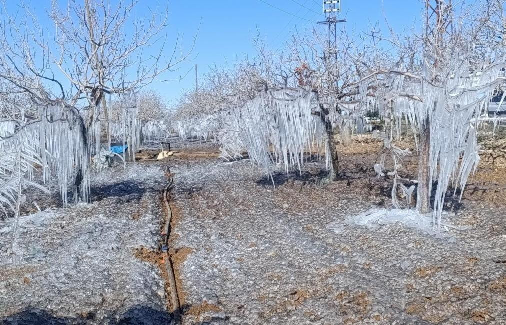 Adıyaman’da fıstık bahçesi buz tuttu