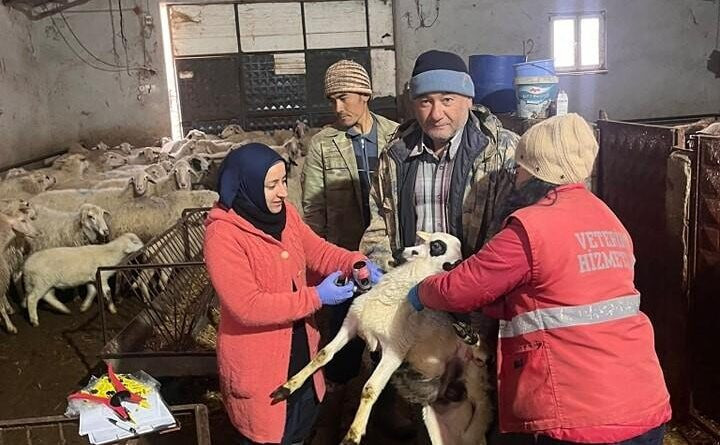 Afyonkarahisar'ın Sandıklı'sında Küçükbaş Hayvanlara Çiçek ve Veba Aşılaması Başladı 1