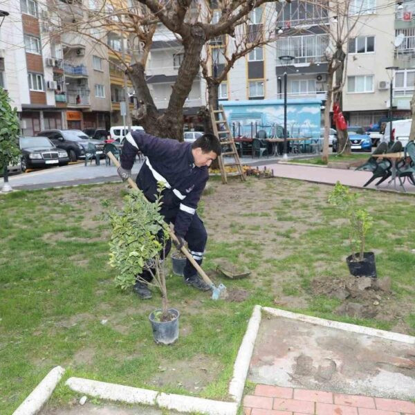 Ağaç budama çalışmaları-2