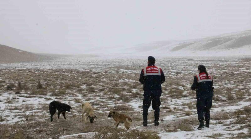 Aksaray Jandarma Ekipleri Hayvanlara Yem Bırakıyor 1