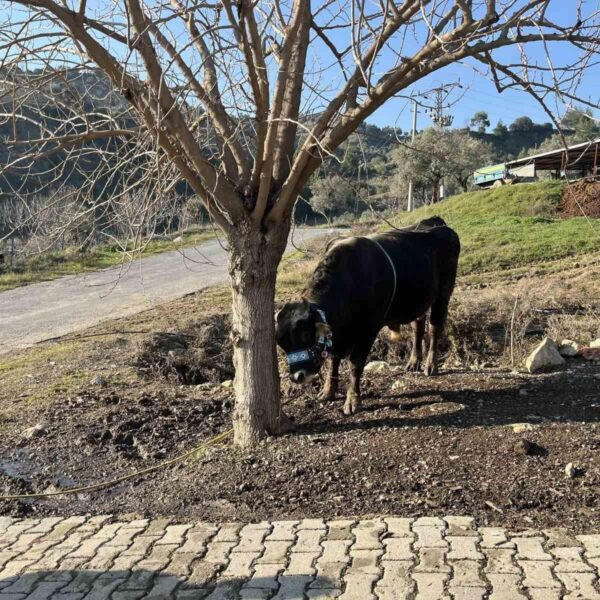 Arif Eygi boğa ile antrenman yapıyor-5