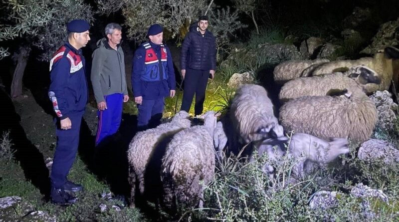 Aydın Germencik'te Kaybolan 16 Küçükbaş Hayvan Jandarma Tarafından Bulundu 1