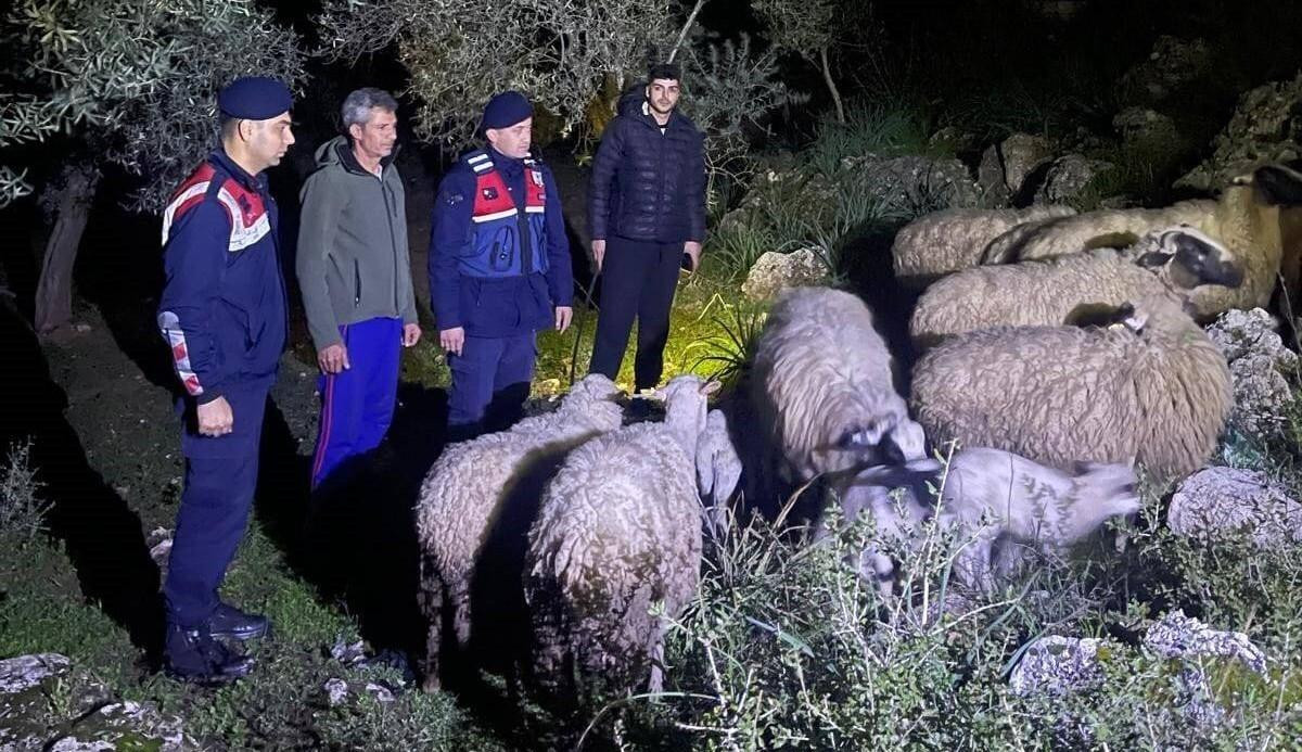 Aydın Germencik’te Kaybolan 16 Küçükbaş Hayvan Jandarma Tarafından Bulundu