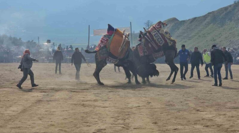 Aydın'ın Kuyucak'ta 15 Bin Kişiyle Genişleyen Deve Güreşi Şenliği 1