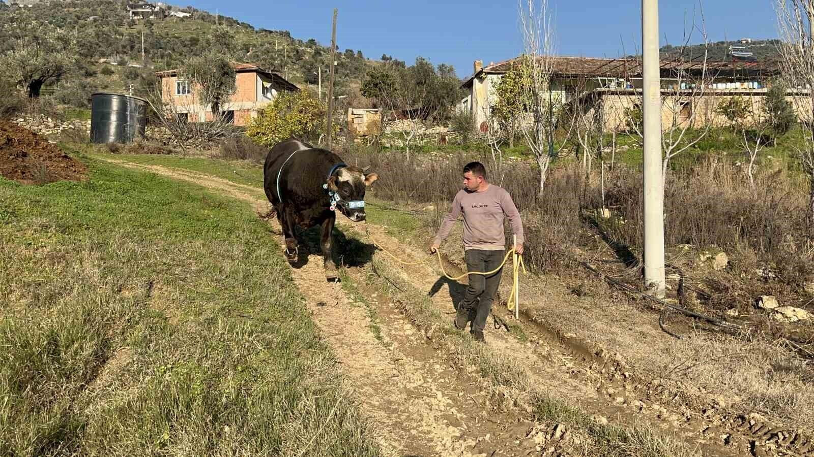 Aydın İncirliova’da Arif Eygi, 3 Yaşındaki Boğası Karizma ile 13 Nisan’da Güreşe Hazırlık