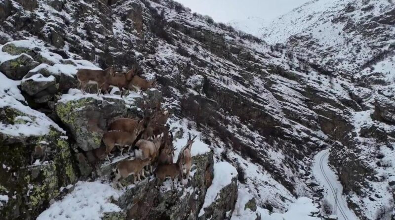 Bayburt'ta Nesli Tükenme Tehlikesi Altındaki Dağ Keçileri Gözlemlendi 1