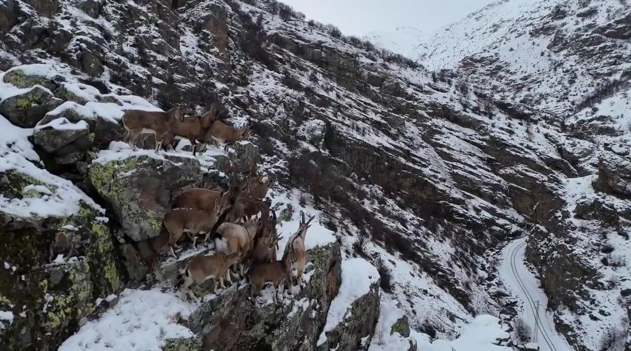 Bayburt’ta Nesli Tükenme Tehlikesi Altındaki Dağ Keçileri Gözlemlendi