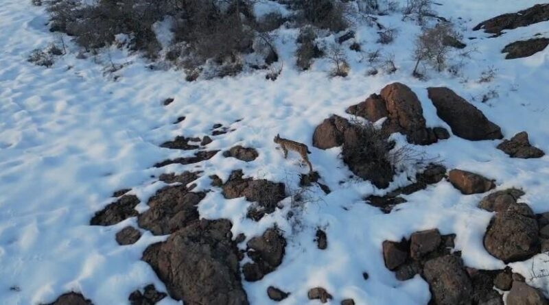 Bayburt'ta Nesli Tükenmekte olan Vaşak Gördü 1