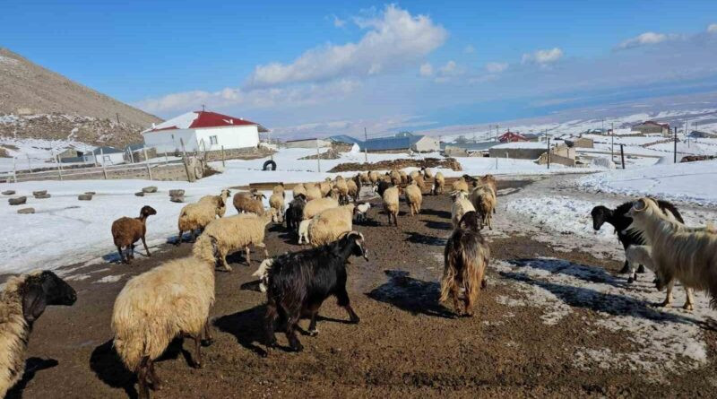 Bitlis'in Kışkılı Köyü: Süphan Dağı'nın Eteklerinde Kartpostallık Manzara 3