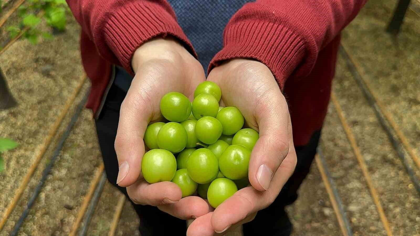 Bursa İznik’te 26 Yaşındaki Ziraat Mühendisi Kış Eriği ile 7 Bin Lira Kilosu İstiyor