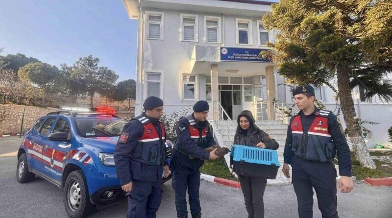 Datça'da Jandarma, Yaralı Şahini Koruma Altına Aldı 1