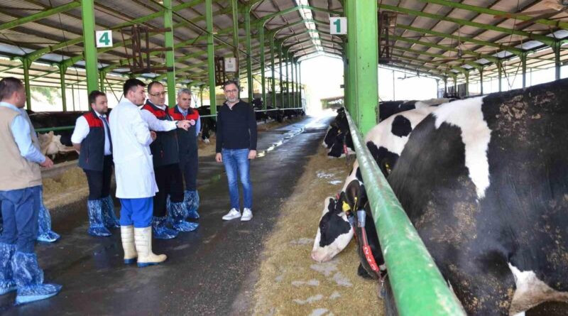Denizli'de İlkbahar Şap Aşılama Kampanyası Başladı 1