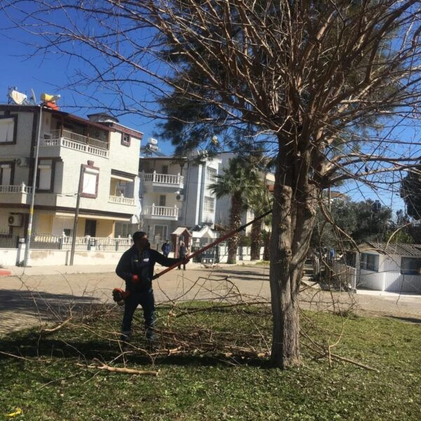 Didim'in sokaklarında yapılan ağaç bakım ve budama çalışmaları-2