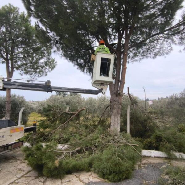 Didim'in sokaklarında yapılan ağaç bakım ve budama çalışmaları-4