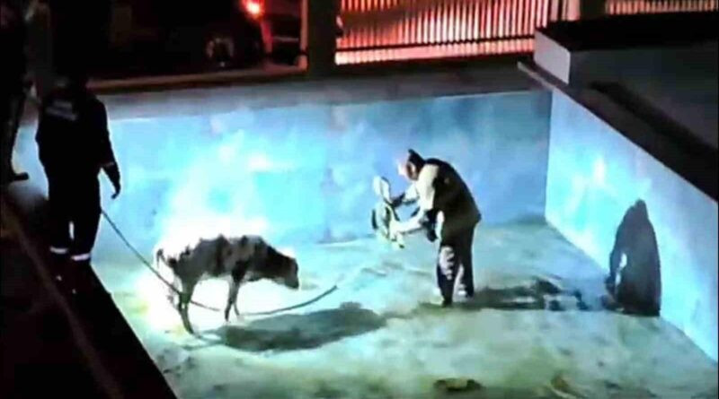 Dikili'nde Buzağı Havuzdan Kurtarılış 1