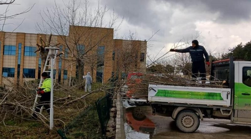 Dilovası Devlet Hastanesi'nde Çevre Düzenleme ve Ağaç Budama Çalışmaları 1