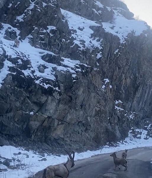 Drone ile çekilmiş dağ keçisi görüntüsü-2