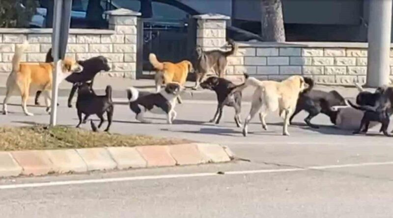 Edirne'de Sürü Halindeki 15'ten Fazla Köpek Kavgası Korku Yaratıyor 1