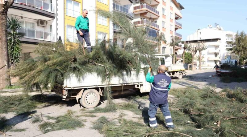 Efeler Belediye Başkanı Anıl Yetişkin, Cumhuriyet ve Adnan Menderes Mahallelerinde Ağaç Bakımı ve Budama Faaliyetleri Yürütmüştür 1