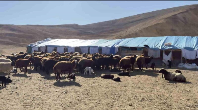 Elazığ'da Şap Hastalığı Karantinası: Kovancılar, Palu ve Karakoçan İlçelerinde Ekip Çalışmaları Sürüyor 1