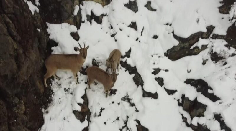 Erzincan'da Drone ile Dağ Keçisi ve Domuz Sürüsü Görüntülendi 1