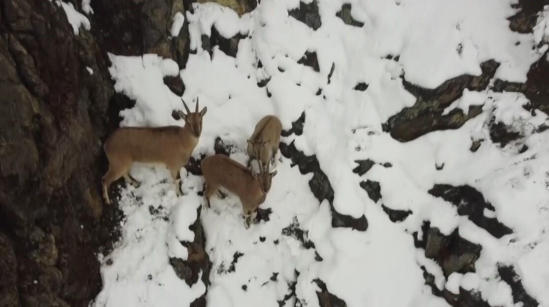 Erzincan’da Drone ile Dağ Keçisi ve Domuz Sürüsü Görüntülendi