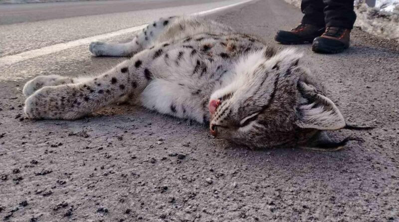 Erzincan'da Sansa Deresinde Karayolu Trafikte Nesli Tükenmekte Olan Hayvanlar Telafi Olmadı 1