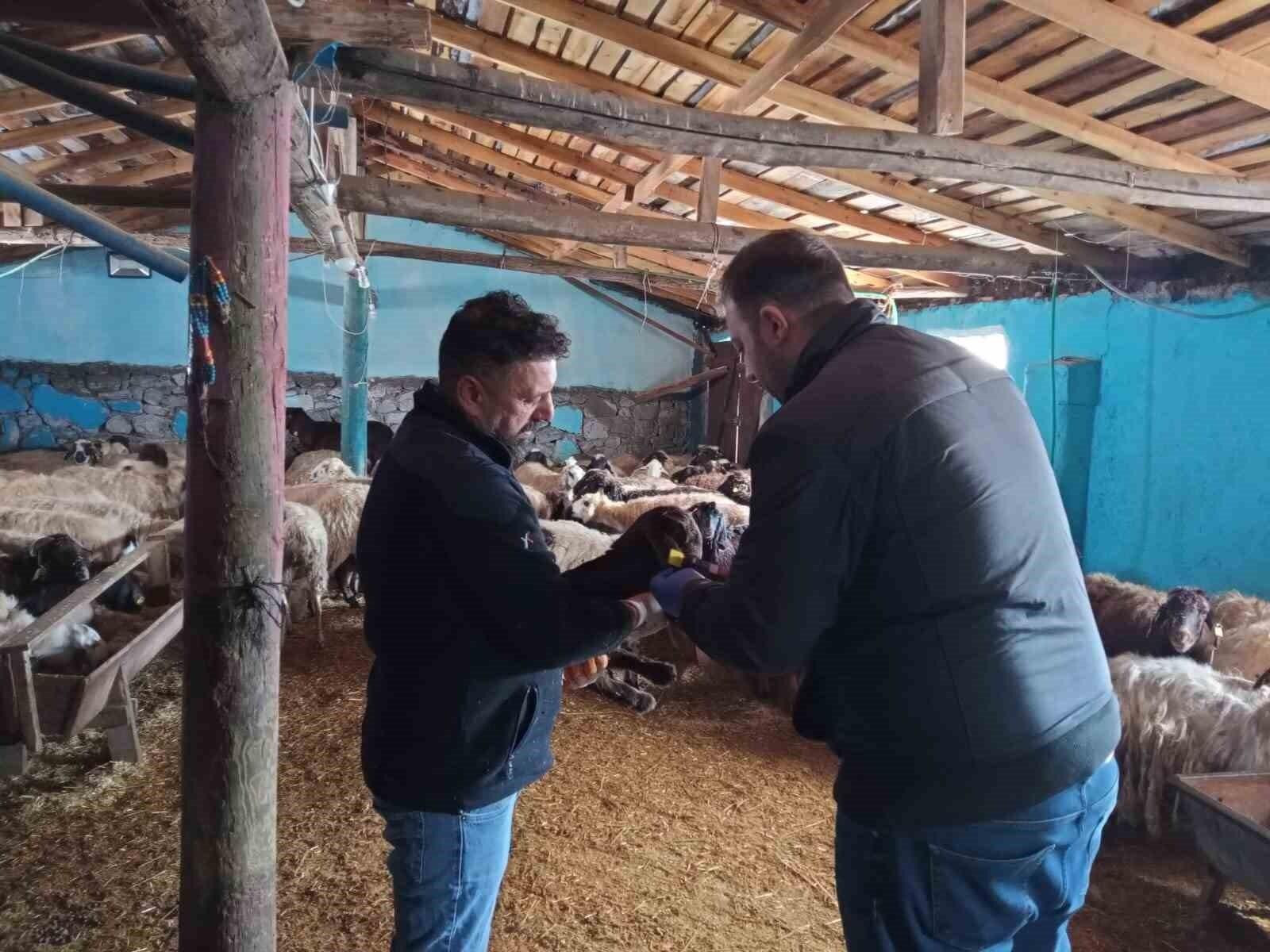 Erzincan’ın Üzümlü’nde Yeni Doğan Kuzu Küpeleme Çalışmaları