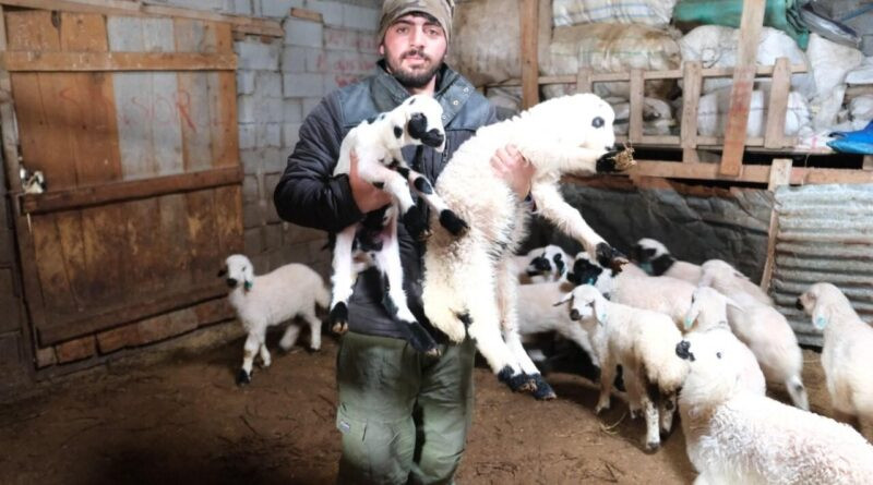 Erzincan Kemah'da Kuzu Doğum Sezonu ile Yoğun Mesai 1