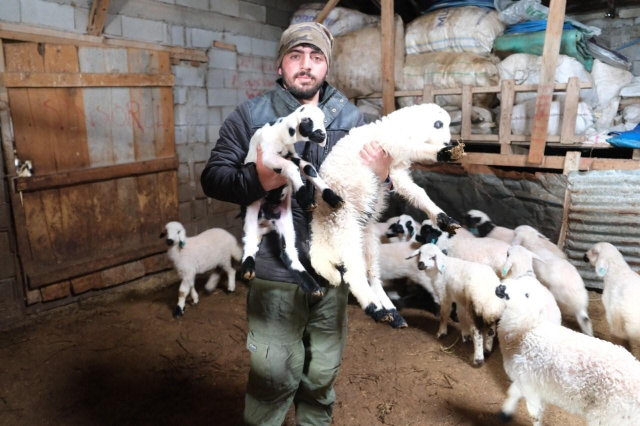 Erzincan Kemah’da Kuzu Doğum Sezonu ile Yoğun Mesai