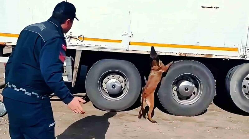 Kırıkkale'de Jandarma, Tütün Tespit Köpeği Alkış ile 1 Ton Kaçak Tütün ve Sigara Ele Geçirdi 1